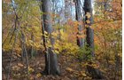Property photo 15 - 75.3 Acres Offered in 2 Tracts